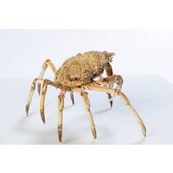 <em>Leptomithrax gaimardii</em>, Giant Spider Crab. [J 46721.8]