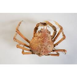 <em>Leptomithrax gaimardii</em>, Giant Spider Crab. [J 46721.38]
