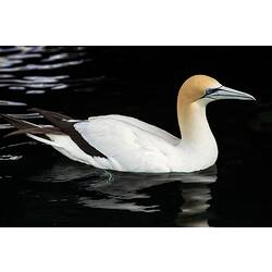 White bird with yellow head floating on water.