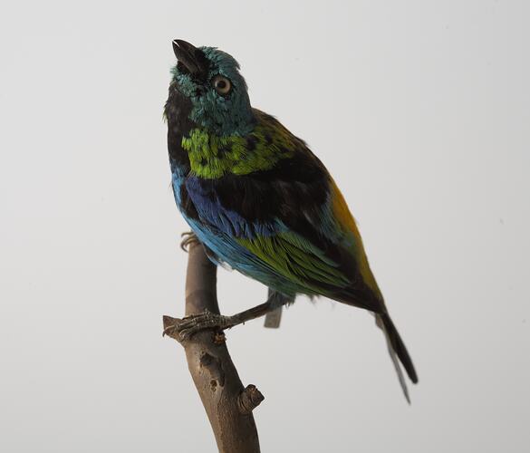 <em>Tangara seledon</em>, Green-headed Tanager, mount.  John Gould Collection.  Registration no. 24815.