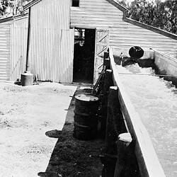 Negative - Mildura District, Victoria, 1937
