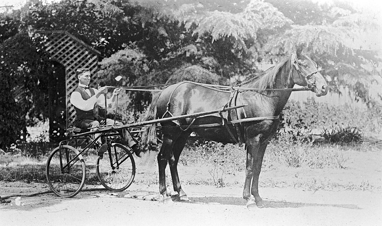 Negative - Trotter 'Alarm Bells', Owned by George Alford, Brighton ...