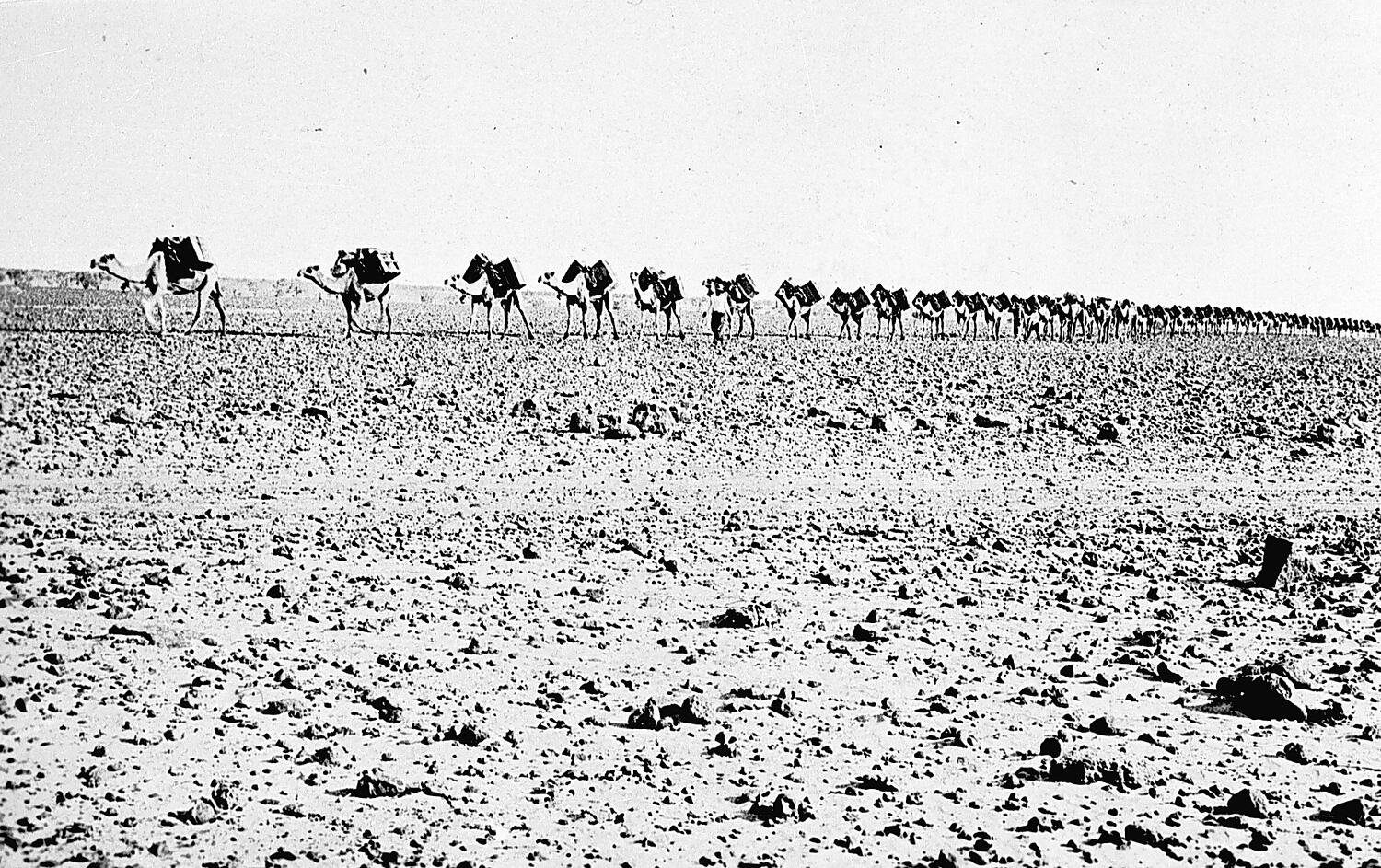 Negative - Camel Train, Birdsville, Queensland, circa 1930