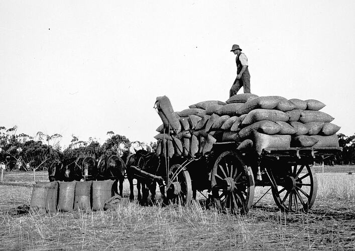 Negative - Loading Grain, Nyah West, Victoria, circa 1925