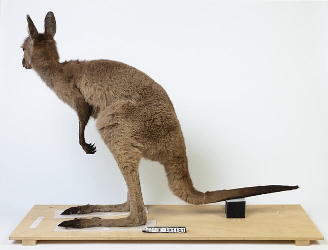 Brown kangaroo specimen mounted on a board.