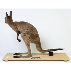 Brown kangaroo specimen mounted on a board.