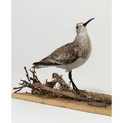 Speckled bird specimen with long beak.