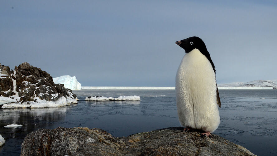Black and white penguin standing on a rock with icebergs in the background.