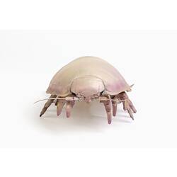 Cream and pink insect model with domed body and many short legs.