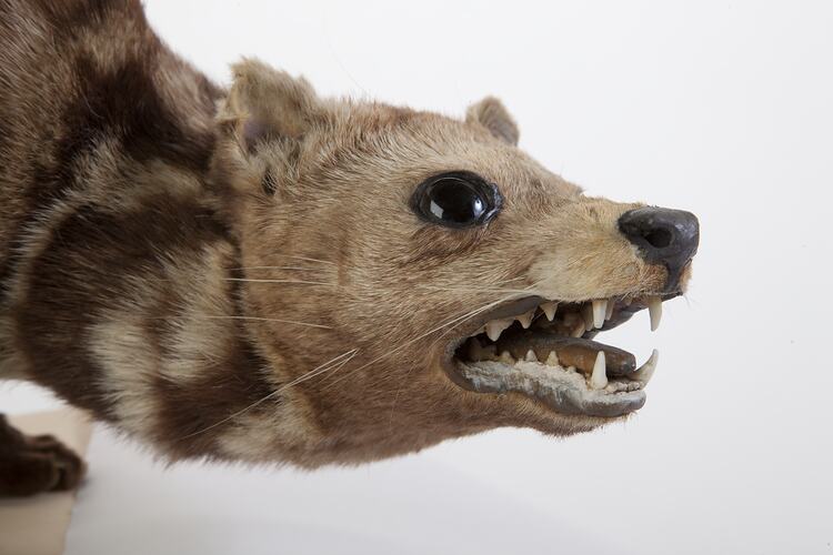 Side view of mounted civet specimen's head.