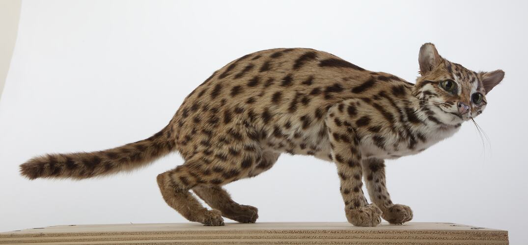 Side view of Leopard Cat specimen.