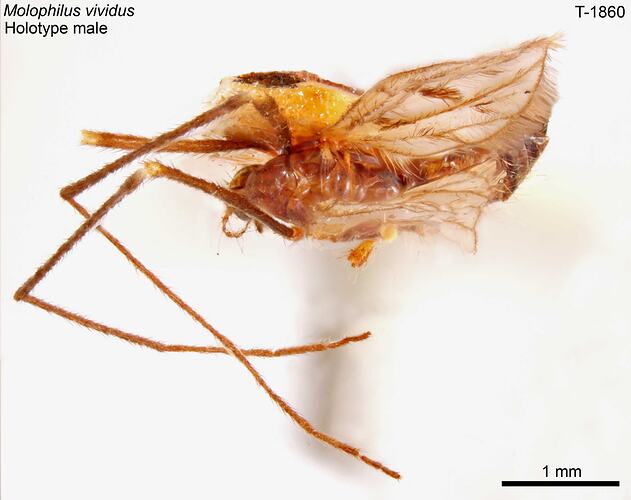 Crane fly specimen, male, dorsal view.