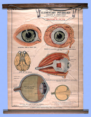 Wall Chart - The Structure of the Eye