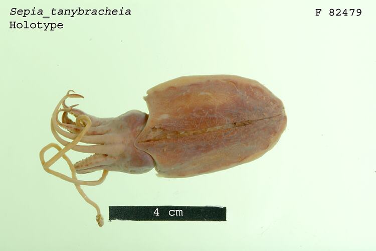 Dorsal view of preserved cuttlefish specimen.