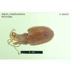 Dorsal view of preserved cuttlefish specimen.