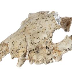 Fragmented fossil skull.