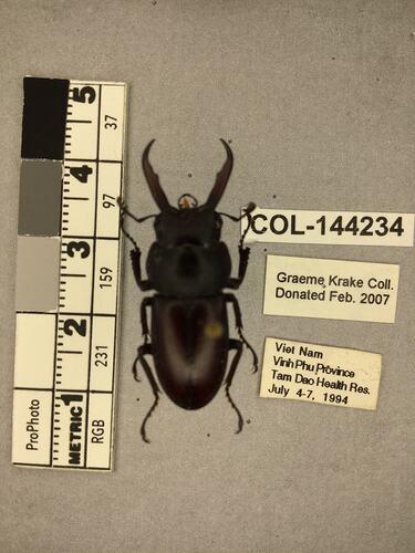 Shiny brown beetle specimen with large mandibles, pinned next to text labels.