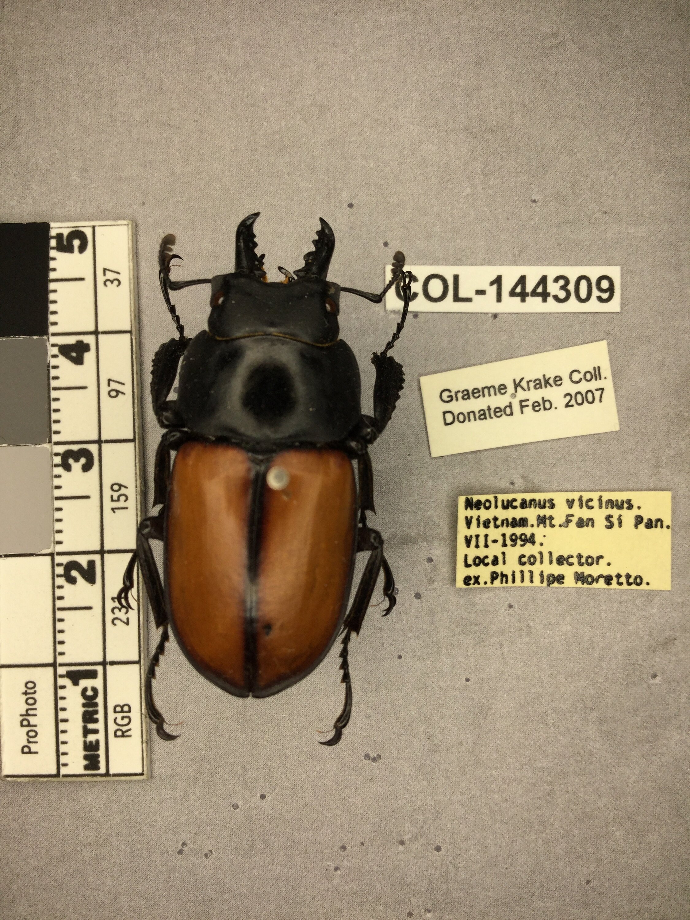 Neolucanus vicinus Pouillaude, 1913