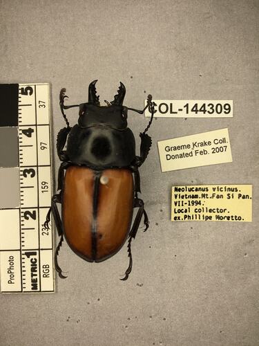 Shiny brown beetle specimen with large mandibles, pinned next to text labels.