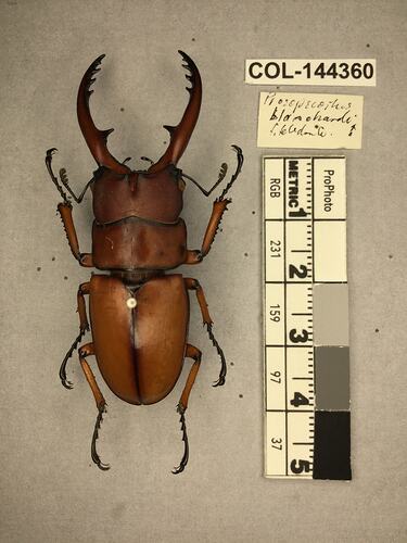 Shiny brown beetle specimen with large mandibles, pinned next to text labels.