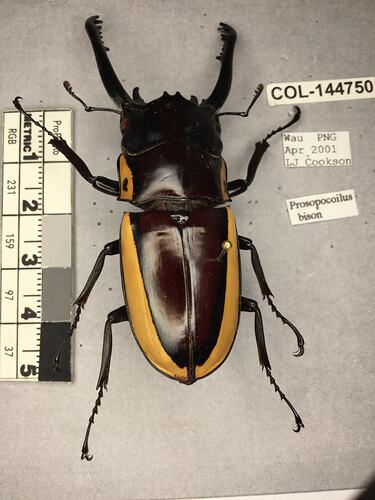 Shiny brown beetle specimen with large mandibles, pinned next to text labels.