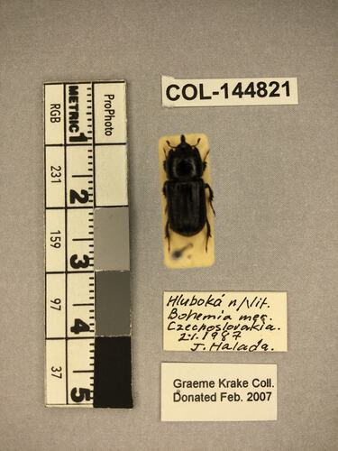 Shiny brown beetle specimen with large mandibles, pinned next to text labels.