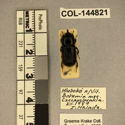 Shiny brown beetle specimen with large mandibles, pinned next to text labels.