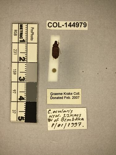 Shiny brown beetle specimen with large mandibles, pinned next to text labels.