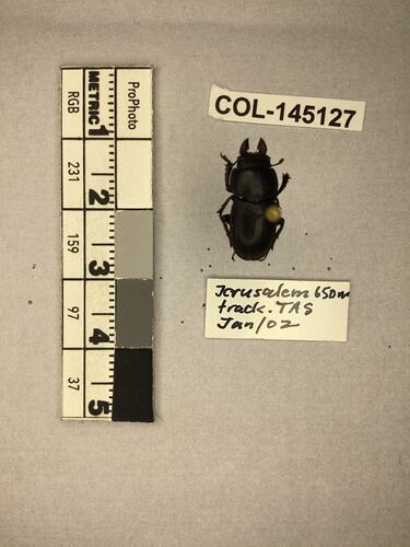 Shiny brown beetle specimen with large mandibles, pinned next to text labels.