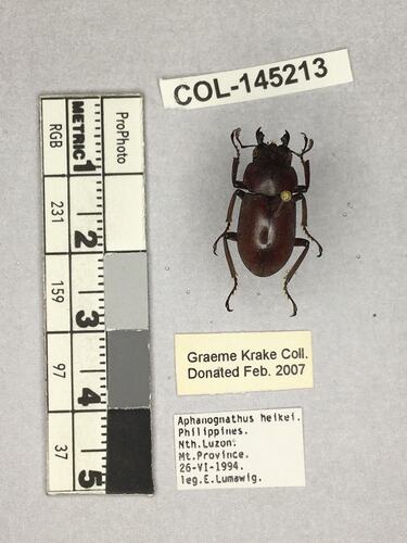 Shiny brown beetle specimen with large mandibles, pinned next to text labels.