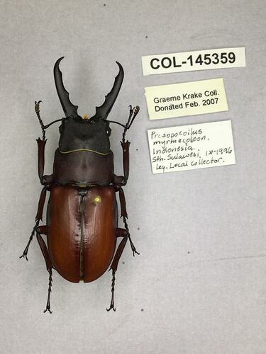 Shiny brown beetle specimen with large mandibles, pinned next to text labels.