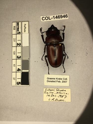 Shiny brown beetle specimen with large mandibles, pinned next to text labels.