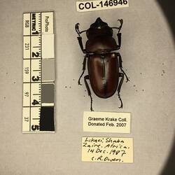 Shiny brown beetle specimen with large mandibles, pinned next to text labels.