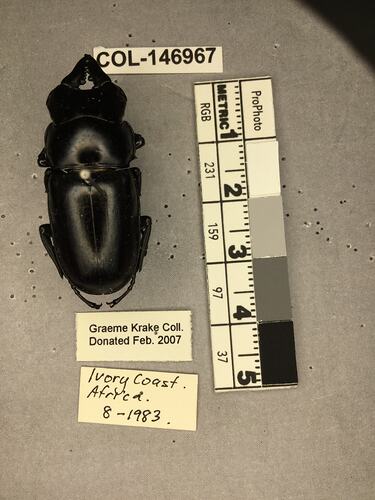 Shiny brown beetle specimen with large mandibles, pinned next to text labels.