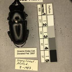 Shiny brown beetle specimen with large mandibles, pinned next to text labels.