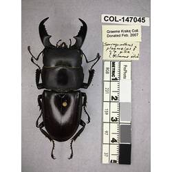 Dorsal view of pinned beetle specimen with labels.