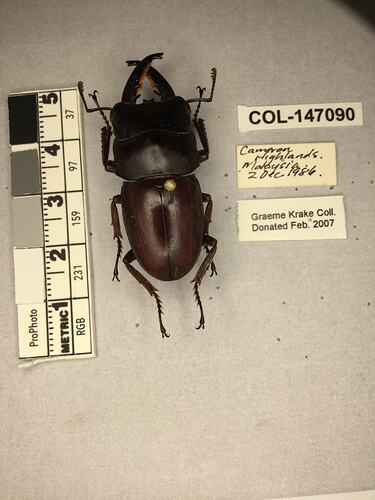 Shiny brown beetle specimen with large mandibles, pinned next to text labels.