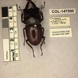 Shiny brown beetle specimen with large mandibles, pinned next to text labels.
