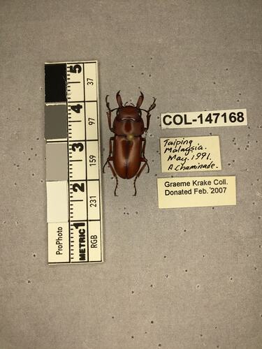 Shiny brown beetle specimen with large mandibles, pinned next to text labels.