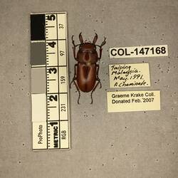Shiny brown beetle specimen with large mandibles, pinned next to text labels.