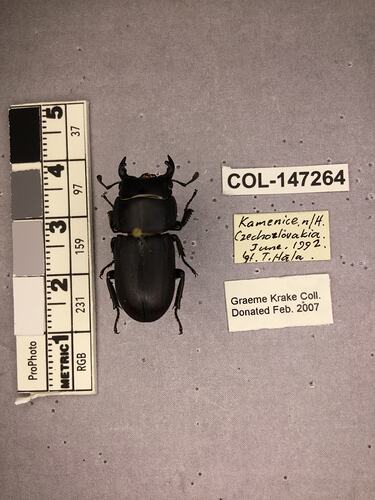 Shiny brown beetle specimen with large mandibles, pinned next to text labels.