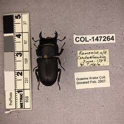 Shiny brown beetle specimen with large mandibles, pinned next to text labels.