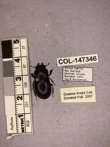 Shiny brown beetle specimen with large mandibles, pinned next to text labels.