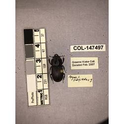 Dorsal view of pinned beetle specimen with labels.