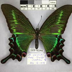 Pinned butterfly specimen beside label.