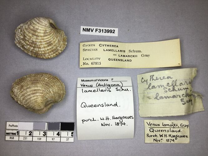 Dry Venus Clam shells beside labels.
