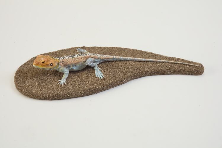 <em>Ctenophorus pictus</em>, Painted Dragon, model. [D 76352-1]