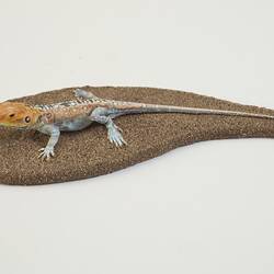 Our Wondrous Planet, Our Wild Family: Cast - Painted Dragon, <em>Ctenophorus pictus</em> (Peters, 1866)