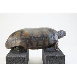 <em>Chelonoidis denticulatus</em>, Yellow-footed Tortoise. [3200]