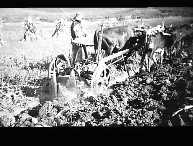 SUNGRADE PLOUGH WORKING IN SOUTHERN RHODESIA. OCT 1935. (NO NEGS).